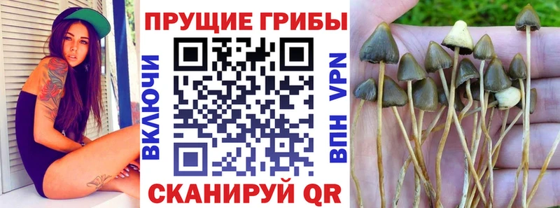 купить наркоту Новомосковск Галлюциногенные грибы Magic Shrooms